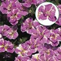 Bild von Calibrachoa double P12 Loopy Pink